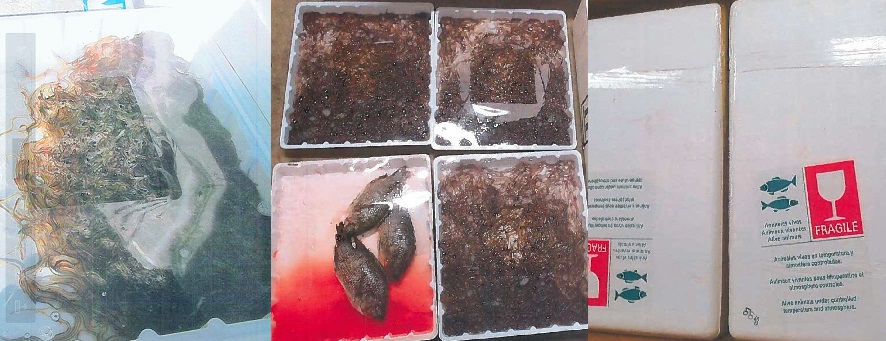 Live eels in boxes and the export containers