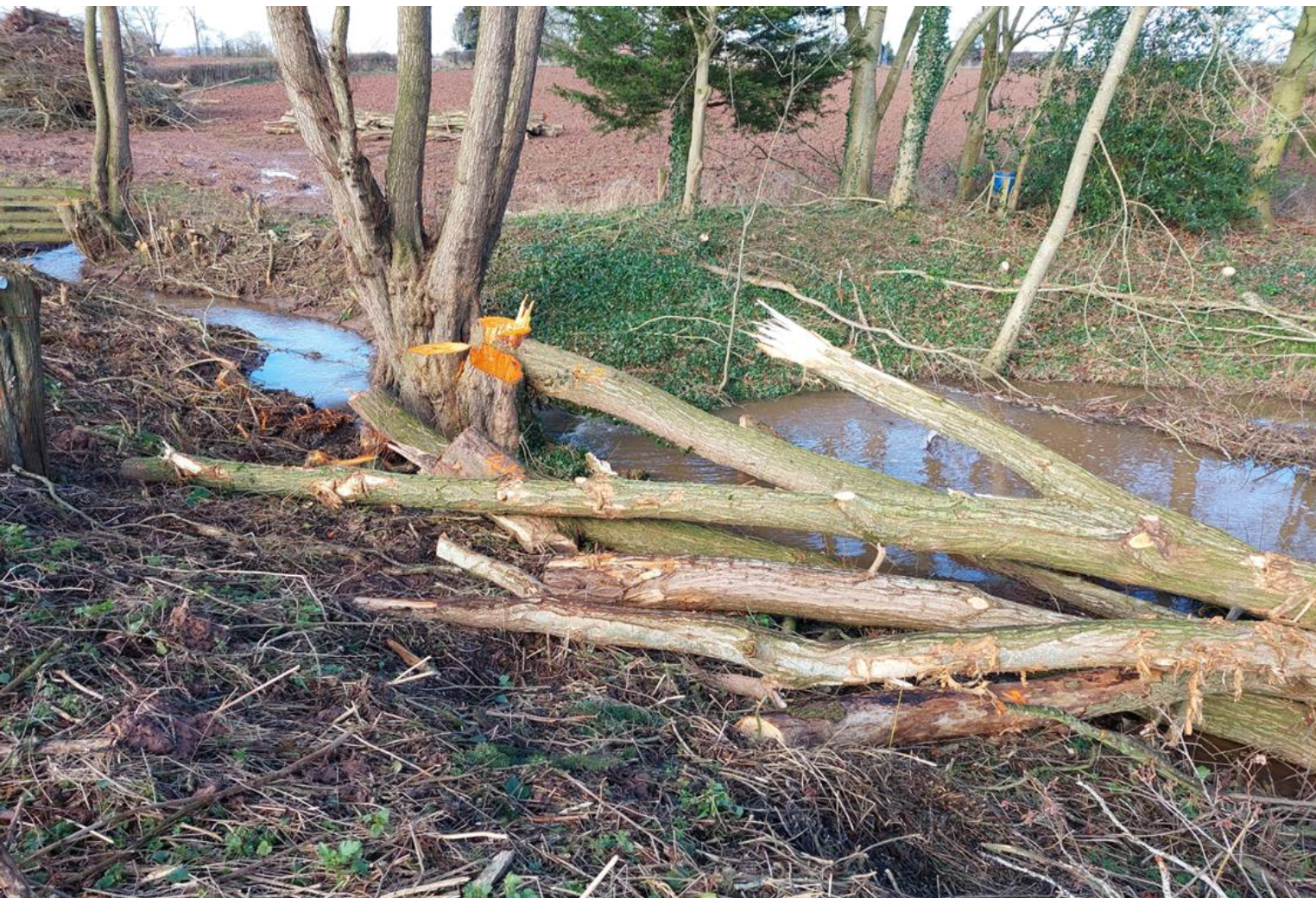 More trees felled