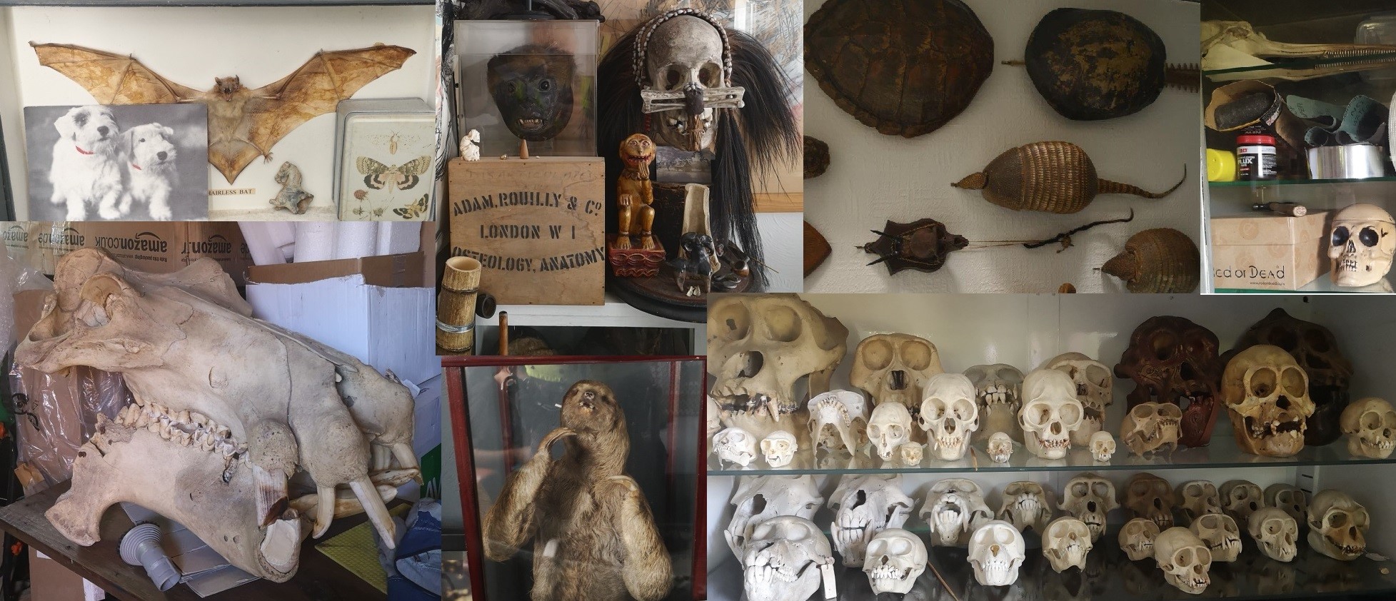 eBay seller pleads guilty to illegally trading endangered animal skulls