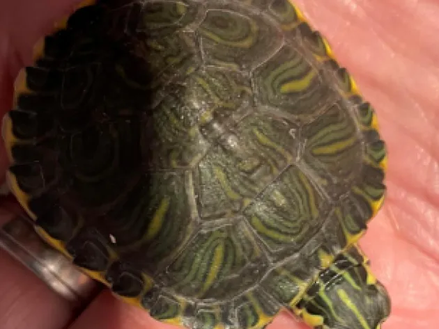 Pic of one of the turtles