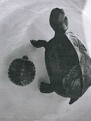 Ebay pic of turtle
