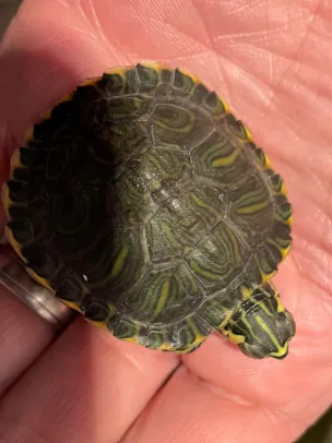 Pic of one of the turtles