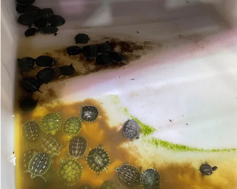 Turtles swimming in filth